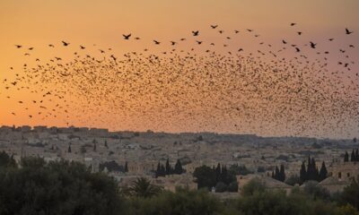 starling s visit to israel