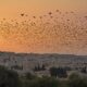 starling s visit to israel