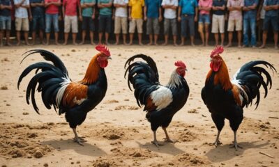 cockfighting cultural debate thailand